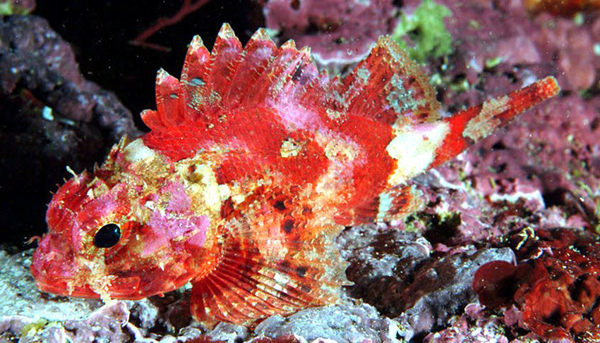 Scorpaena loppei_07.jpg